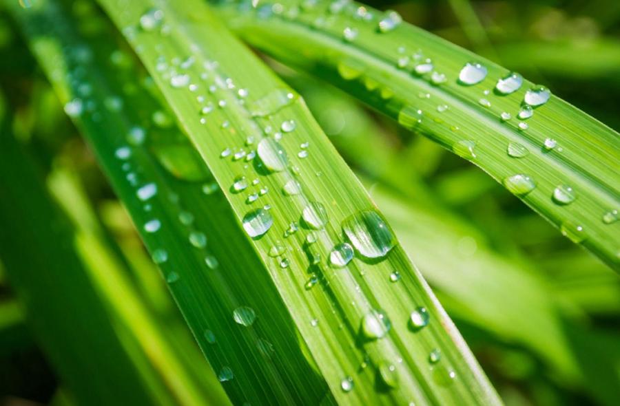 WAKEY WAKEY Organic Body Wash