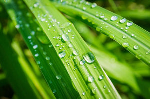 WAKEY WAKEY Organic Body Wash