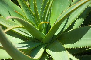 WASH YOUR FACE Certified Organic Aloe Face Wash