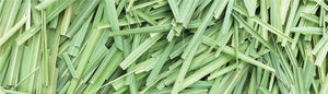 WASH YOUR FACE Certified Organic Aloe Face Wash